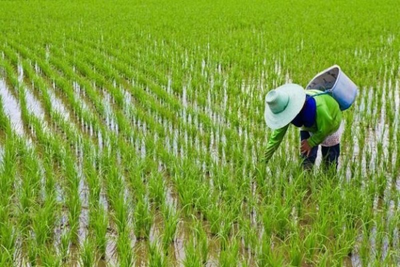 چالش های مطرح شده در فرایند تولید برنج