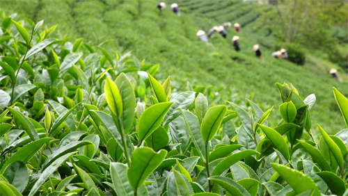 چالش های مطرح شده در فرایند تولید چای